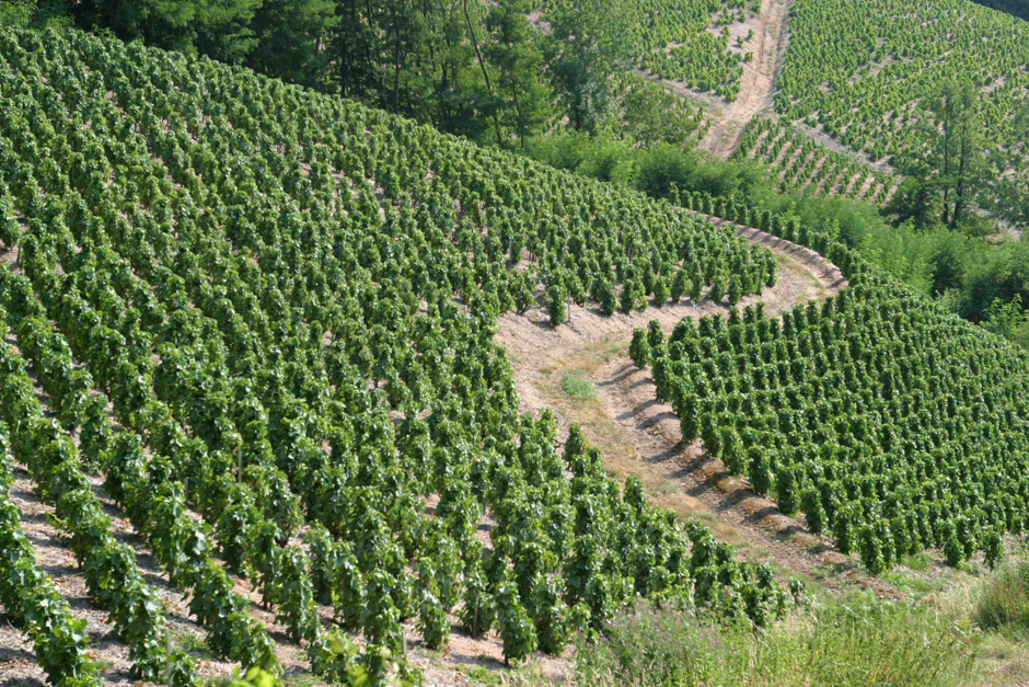 côteaux de vignes à Chirouble dans le Beaujolais