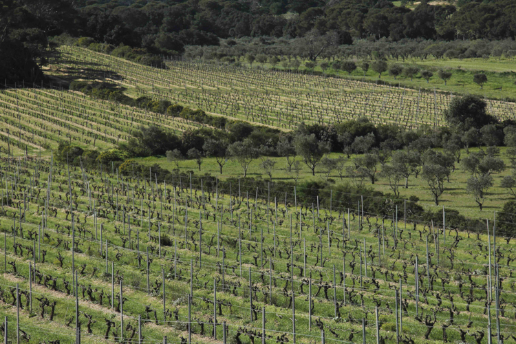 Vines and olives on Porquerolles