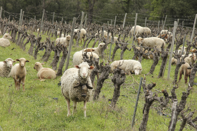 Domaine le Bois des Mademoiselles, no chemicals but sheep weedkillers